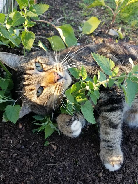 Best Catnip For Cats Reddit