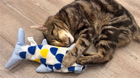 Best Catnip Toys Reddit