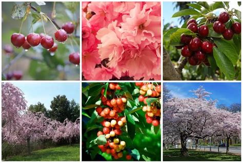 Best Cherry Trees For Zone 6