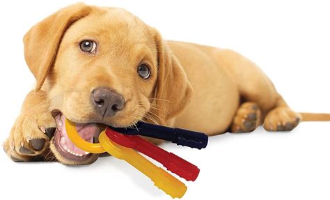 best chews for a puppy