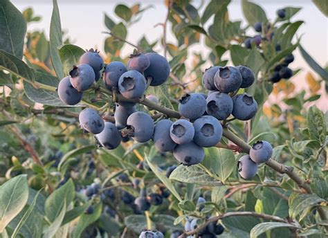 best choice blueberry farm