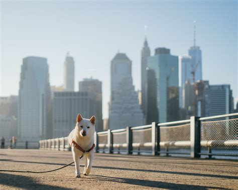 best cities for dog owners