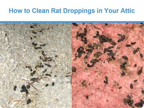 Best Cleaner For Mouse Pee