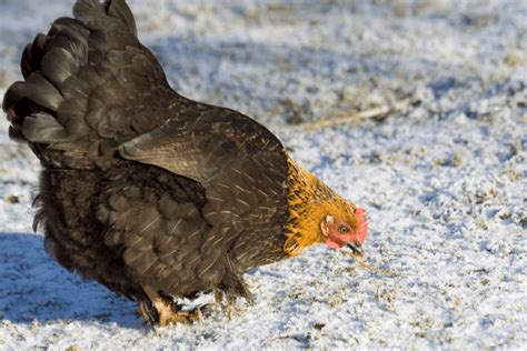 best cold weather chicken breeds