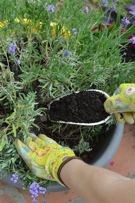 Best Compost For Lavender