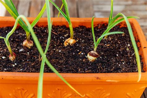 Best Container For Growing Garlic