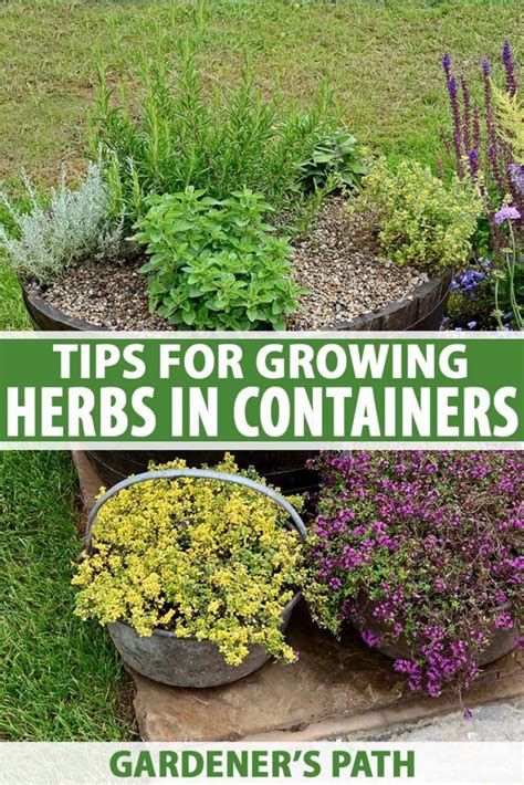 Best Container For Growing Herbs