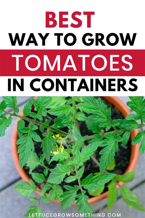 Best Container Size For Tomatoes