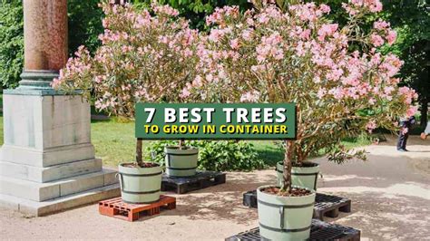 Best Container Trees For Zone 7
