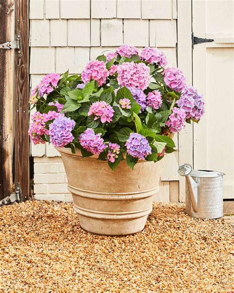 Best Containers For Hydrangeas