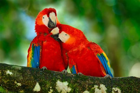 best costa rica packages for wildlife