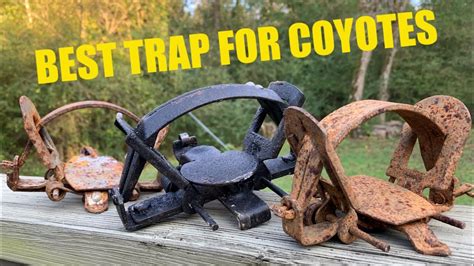 best coyote lure for trapping coyotes