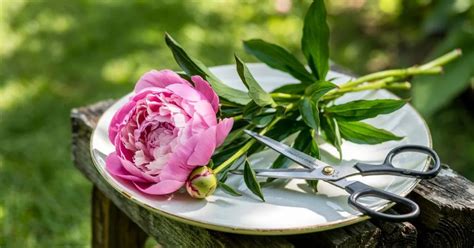 Best Cut Peonies