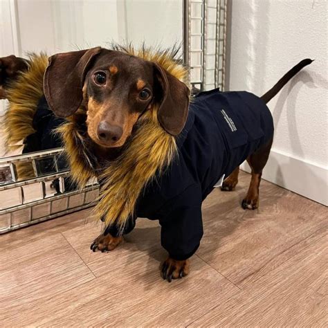 Best Dachshund Jackets