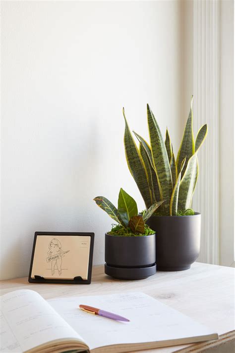 7 of the best desk plants to help relieve your WFH stress
