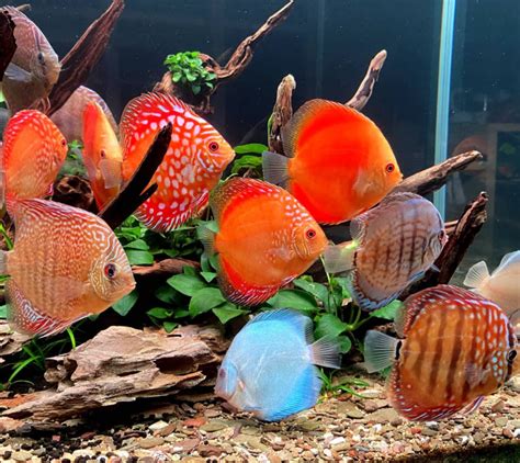 Best Discus Fish