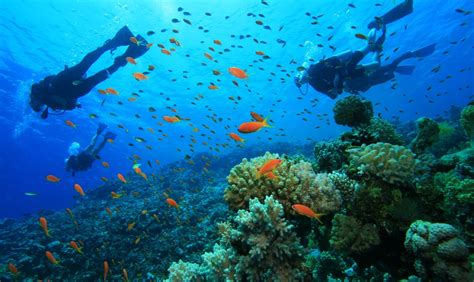 Best Diving Spots Corsica