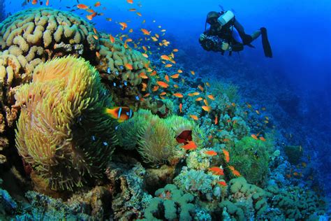 Best Diving Spots Marsa Alam
