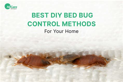 Best Diy Bed Bug Control