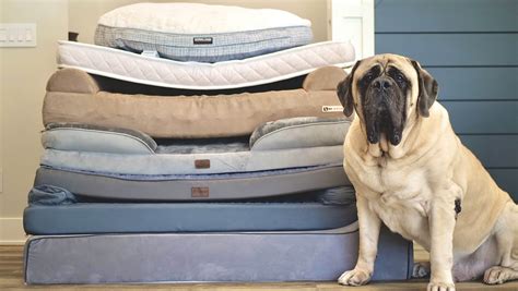 Best Dog Bed Reddit