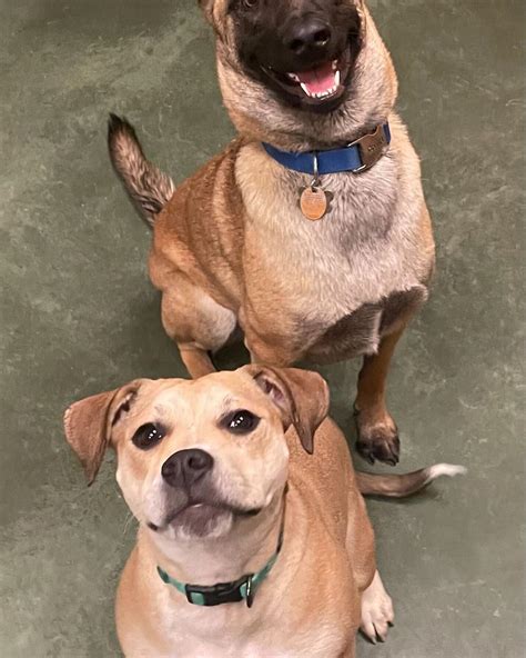 Best Dog Boarding Dfw