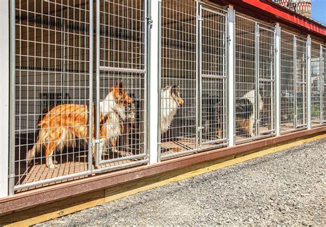 best dog boarding near me within 20 mi