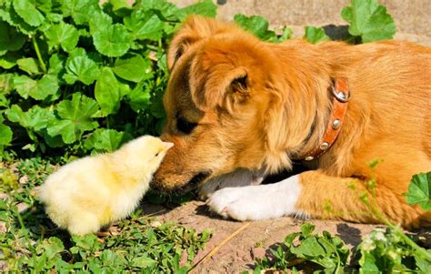 best dog breed for protecting chickens