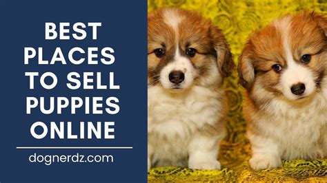 best dog breeder site to sell dogs on