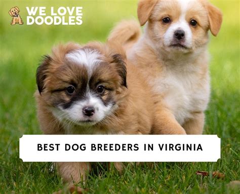 best dog breeders