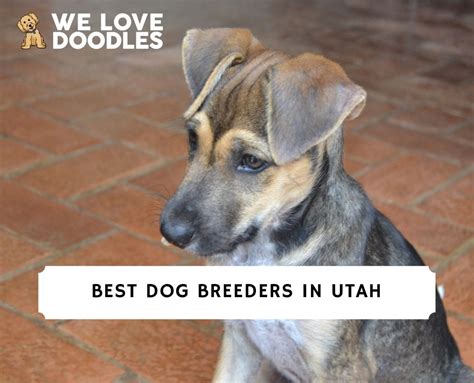 best dog breeders in utah