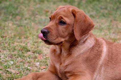 best dog breeders near me for labradors