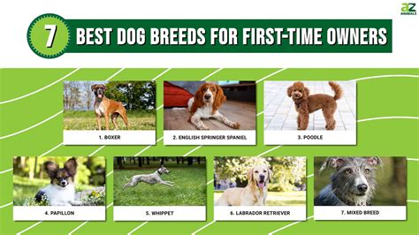 best dog breeds for first time owners