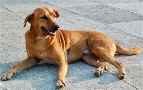 best dog breeds for indian climate