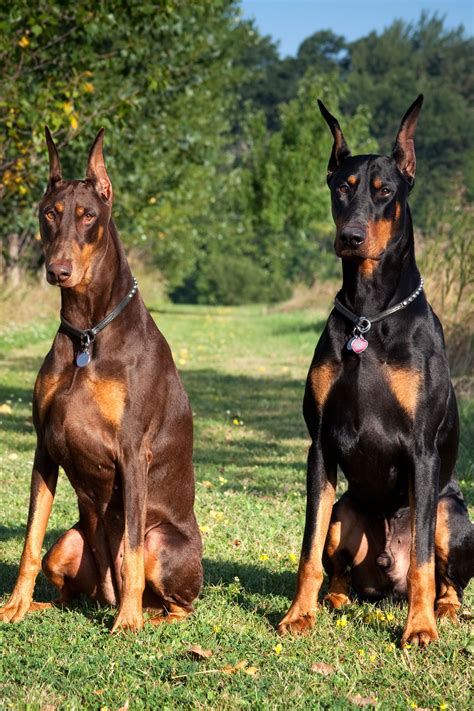 best dog breeds for protection