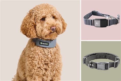 Best Dog Collars For Control
