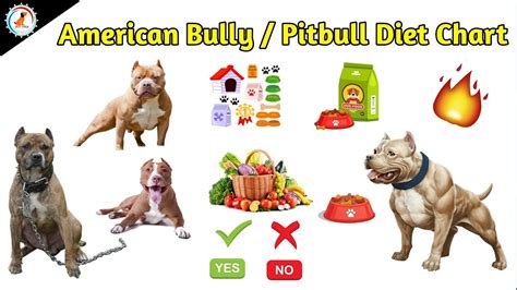 best dog food for american pitbull terrier