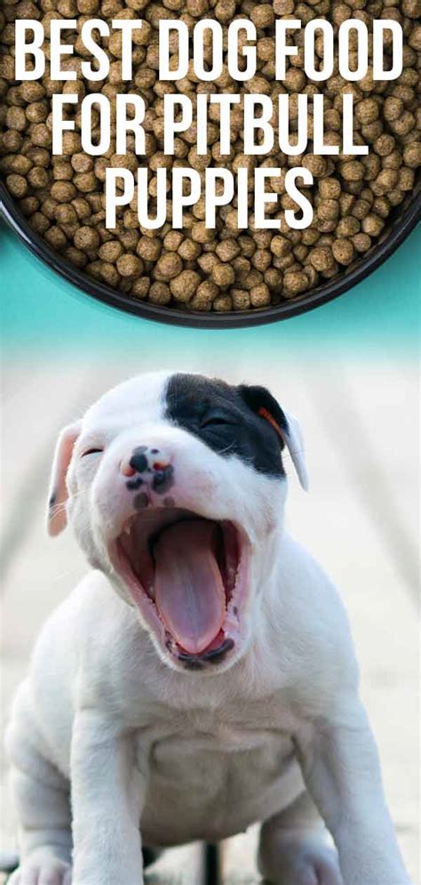 best dog food for blue nose pitbull puppies