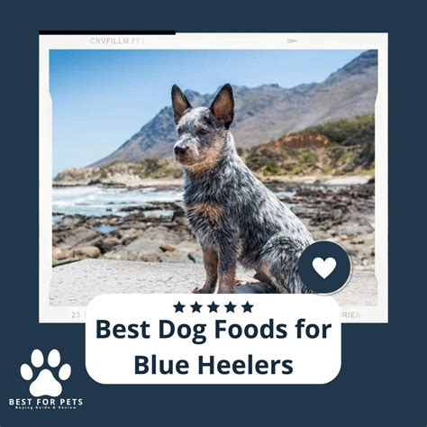 best dog food for queensland heeler