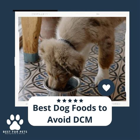best dog food to avoid dcm