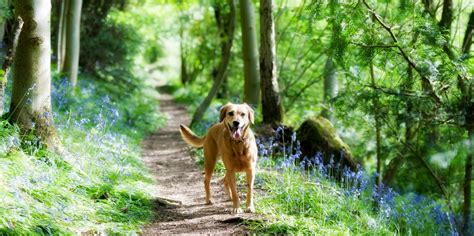 best dog friendly holidays england