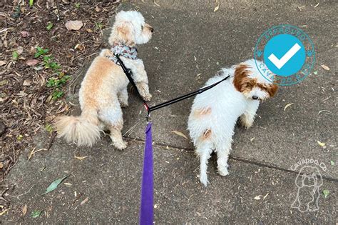Best Dog Lead For Cavapoo