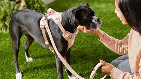 Discover 9 Insights best dog leashes mastering every walk with ease