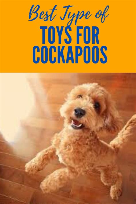 Best Dog Toys Cockapoo