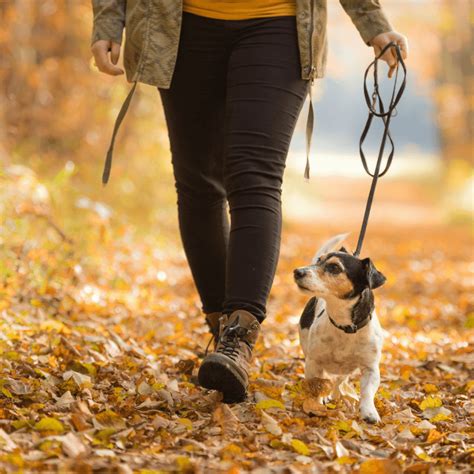best dog walking for fall season