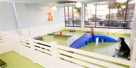 best doggy daycare seattle