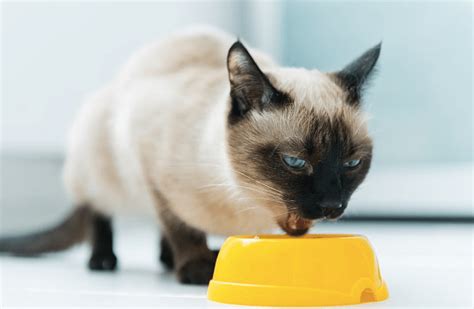 best dry food for cats that throw up