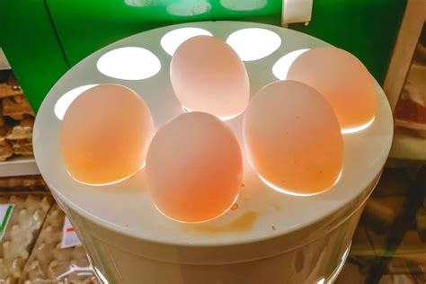best egg candling light