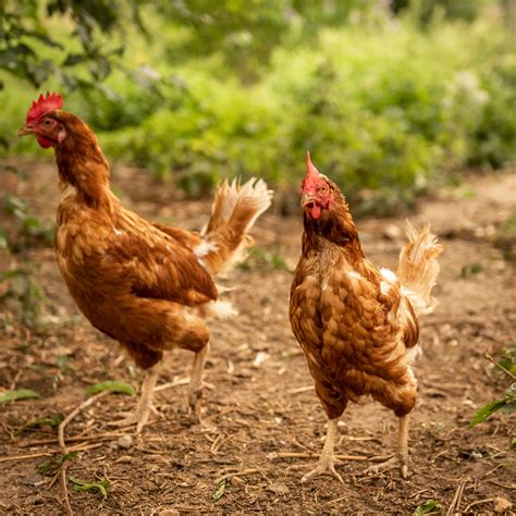 best egg laying chickens to buy