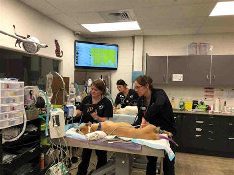 best emergency vet hospital near me