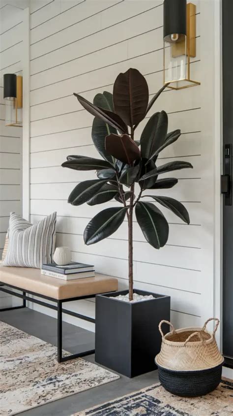 Best Entryway Plants